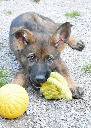 Kleintierzentrum Traisen - Tierarzt Mag. Franz Plank - Hund chippen